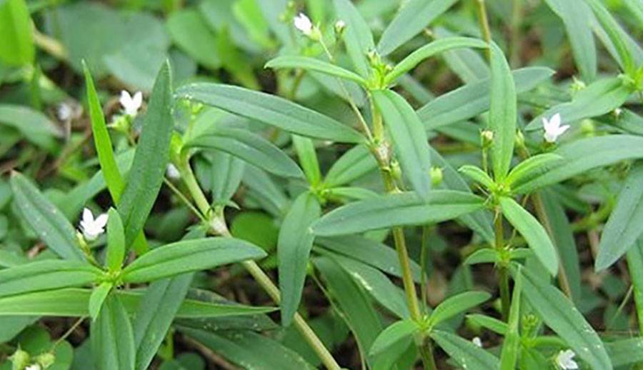 hoa bạch hoa xà thiệt thảo