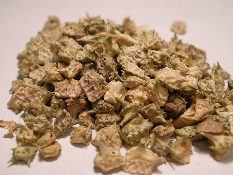 cây bạch tật lê khô