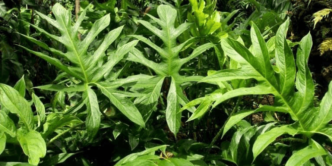 cây rau chân vịt