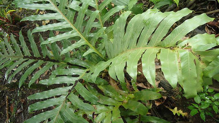 Cây Cốt Toái Bổ