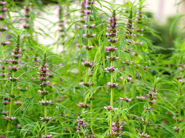 cây mẫu ích điều trị rồi loạn kinh nguyệt