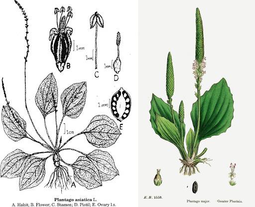 cây mã đề điều trị bệnh sỏi thận