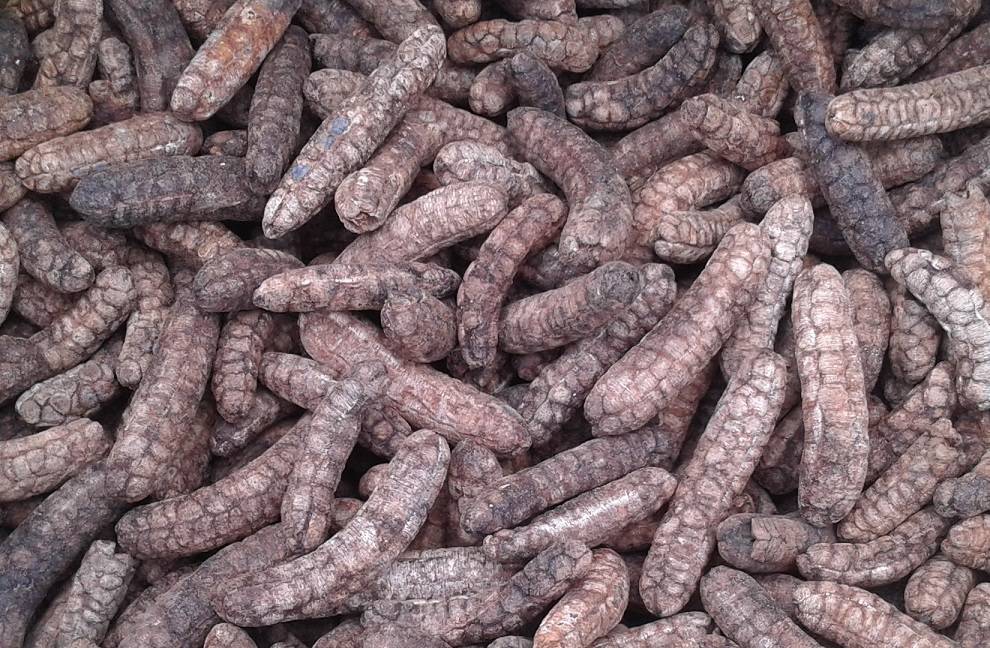 quả chuối hột khô