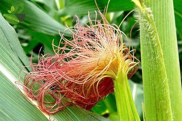 râu ngô điều trị bênh sỏi thận