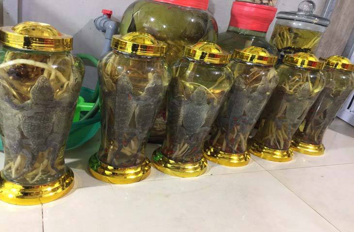 Tắc kè ngâm rượu
