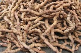 Ba kích Tím tăng cường sinh lý nam giới