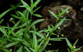 Bạch hoa xà thiệt thảo hỗ trợ điều trị bệnh ung thư