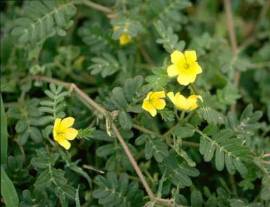 Bạch tật lê vị thuốc tăng cường sinh lý