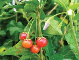 Cây Cà gai leo hỗ trợ điều trị bệnh viêm gan B