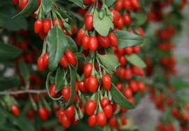 Câu kỷ tử vị thuốc quý điều trị chứng di mộng tinh