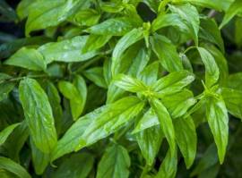 Cây bìm bịp (Cây mảnh cộng, xương khỉ) điều trị Ung thư