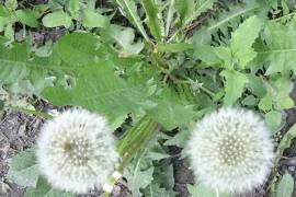 Bồ công anh hỗ trợ bệnh dạ dày, bệnh gan, Ung thư