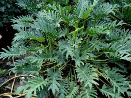 Cây chân vịt (móng lưng rồng) điều trị vàng da, trĩ ngoại