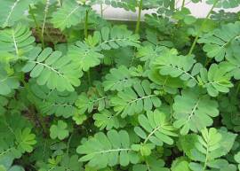 Diệp hạ châu ( cây chó đẻ) điều trị các bệnh về gan