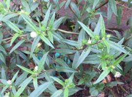 Cây nhọ nồi (cỏ mực) điều trị vàng da do thận âm hư