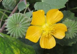 Cây cối xay tốt cho bệnh xương khớp, bệnh trĩ, bí tiểu