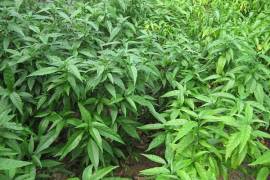 Cây hoàn ngọc (hay cây xuân hoa) điều trị bệnh U bướu