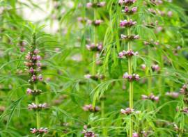 Cây ích mẫu điều trị rối loạn kinh nguyệt, bế kinh, tắc kinh