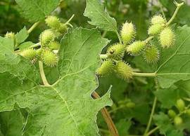 Ké đầu ngựa điều trị Sỏi thận, Bướu cổ, Xương khớp