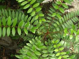 Cây mật nhân cải thiện chức năng sinh lý