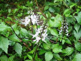 Cây râu mèo hỗ trợ điều trị bệnh Sỏi thận