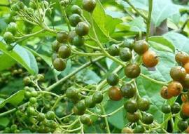 Cây xạ đen hỗ trợ điều trị bệnh Ung thư