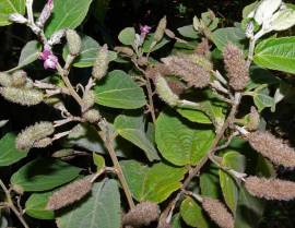 Cây an xoa hỗ trợ điều trị Ung thư gan, xơ gan