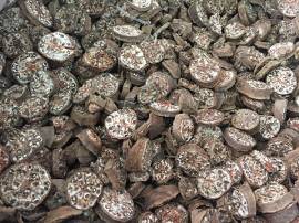 Chuối hột rừng vị thuốc hỗ trợ điều trị Sỏi Thận