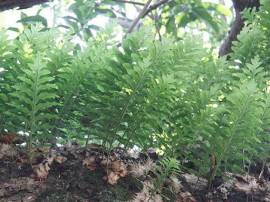 Cốt toái bổ (tắc kè đá) bồi bổ chức năng thận