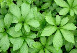 Giảo cổ lam (Ngũ diệp sâm) hỗ trợ điều trị bệnh tim mạch