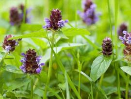 Hạ khô thảo điều trị lao hạch, bạch đới ở phụ nữ