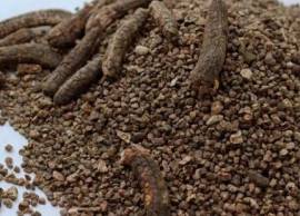 Hạt chuối hột rừng tốt cho người bệnh sỏi thận