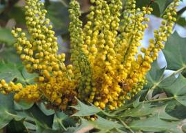 Hoàng liên ô rô điều trị bệnh viêm gan