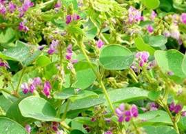 Kim tiền thảo – Vị hỗ trợ điều trị sỏi thận