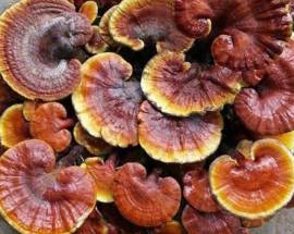 Nấm lim xanh rừng tự nhiên 100%, không phải nấm trồng