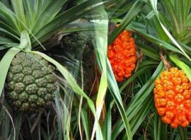 Dứa dại vị thuốc tốt cho người bệnh sỏi thận