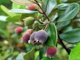 Quả sim tím bổ thận tráng dương, điều trị xuất tinh sớm