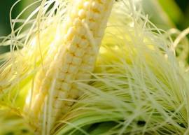 Râu ngô khô tốt cho người bệnh sỏi thận