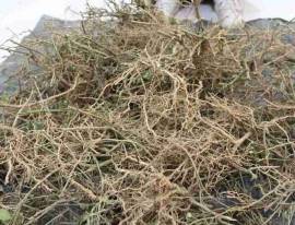 Rễ cà gai leo giải độc bia rượu cực kỳ hiệu quả