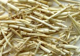 Rễ cỏ tranh điều trị các bệnh về thận, lợi tiểu, thông tiểu