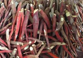 Sâm Cau Đỏ Tây Bắc điều trị liệt dương, xuất tinh sớm