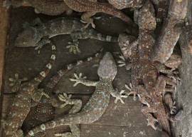 Tắc kè ngâm rượu bổ thận, tráng dương, tăng sinh lý