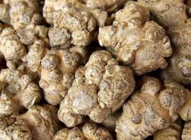 Tam thất Bắc (Kim bất hoán) dược liệu cho tim