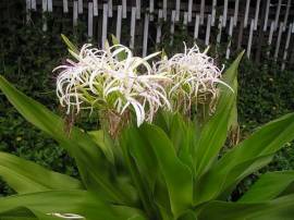 Cây trinh nữ hoàng cung hỗ trợ điều trị u xơ tử cung