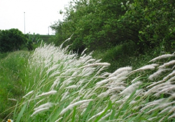 Rễ cỏ tranh: Vị thuốc quý giải độc gan, bổ thận